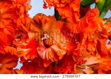 Red Gladiolus. Gladiolus On Gray Background.  Nature Flower. Garden Flowers. Red Gladiolus Flowers I