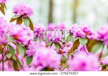 Bumblebee Flying And Collecting Nectar From The Blooming Pink Magenta Rhododendron Flowers, Woody Pl