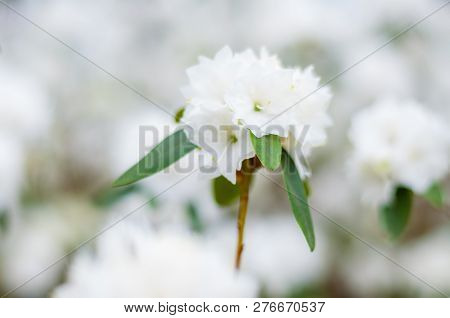 Blooming White Rhododendron Flowers, Woody Plants