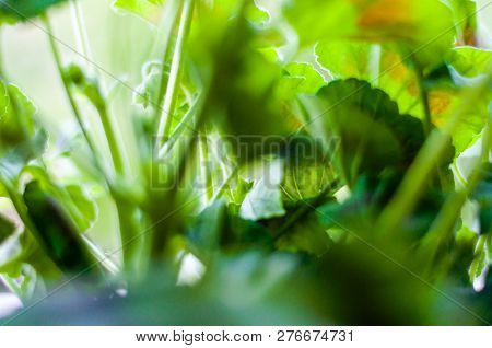 Pelargonium Flower Plant Leaves From Low Angle View