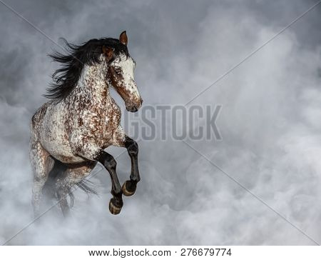 Crossbreed between Appaloosa and Andalusian horse rearing in light smoke with space for text.