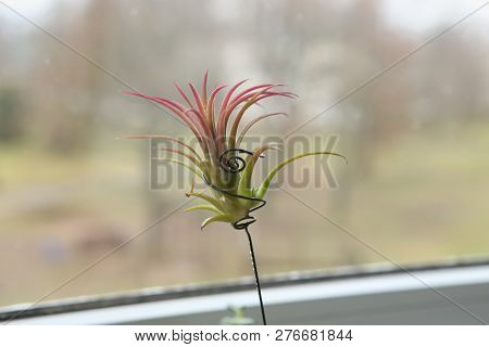 Air Plant, Tillandsia Ionantha, Houseplant Succulent No Pot. Tillandsias Are Low-maintenance Plants 