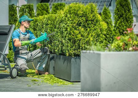 Thuja Shrub Trimming By Professional Gardener. Landscaping Theme.
