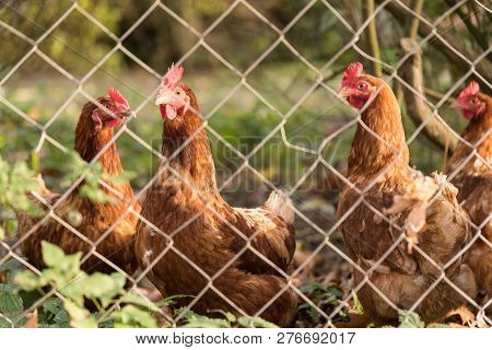 Species-appropriate Animal Husbandry With Free Range Chickens - Close-up Of Happy Laying Hens