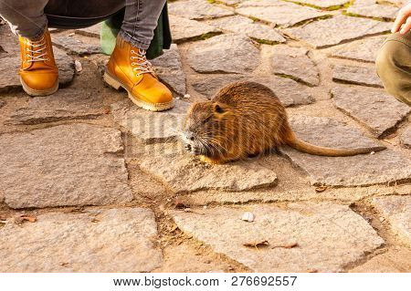 Closeup View Of Nutria Rat Animal. Tanned Nutria Is Playing With Tourist And Is Waiting For Feeding.