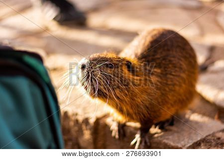 Closeup View Of Nutria Rat Animal. Tanned Nutria Is Playing With Tourist And Is Waiting For Feeding.