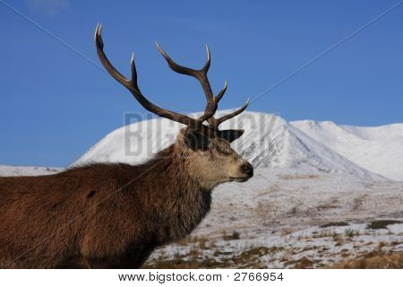 Ciervo macho