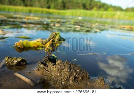 Crayfish , Orconectes Limosus, Out Of The Water On The Banks Of The River.