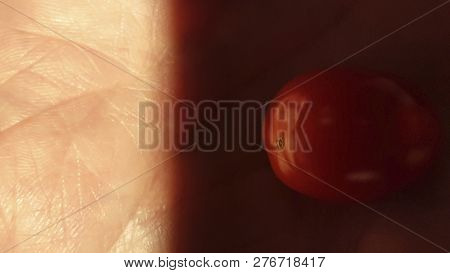 The Red Little Tomato Lies Very Close On The Hand. The Tomato Is In The Shade And The Hand Is In Lig