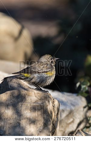 Wet And Colorful Lesser Goldfinch Bird Drying Feathers On Rock Next To Stream After Bathing To Maint