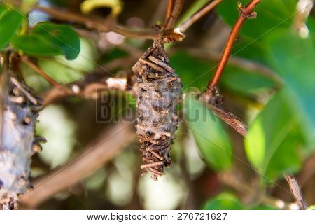 Butterfly Worm Pupa Oiketicus Kirbyi In Summer