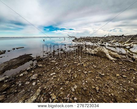Dry Trees In The City Of Epecuen. Heaven And Water Are Confused On The Horizon. Salt Lake That Cause