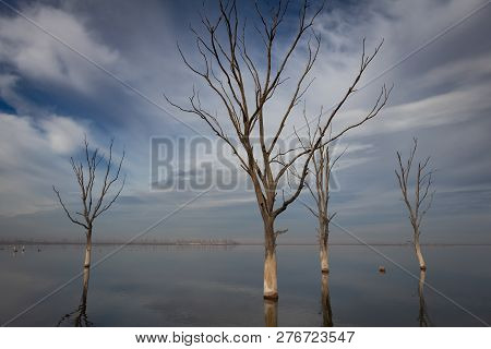 Dry Trees In The City Of Epecuen. Heaven And Water Are Confused On The Horizon. Salt Lake That Cause