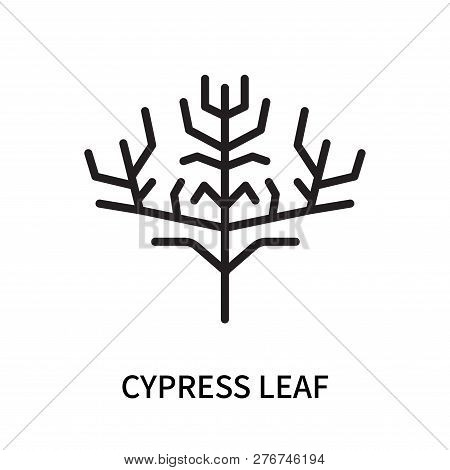 Cypress Leaf Icon Isolated On White Background. Cypress Leaf Icon Simple Sign. Cypress Leaf Icon Tre