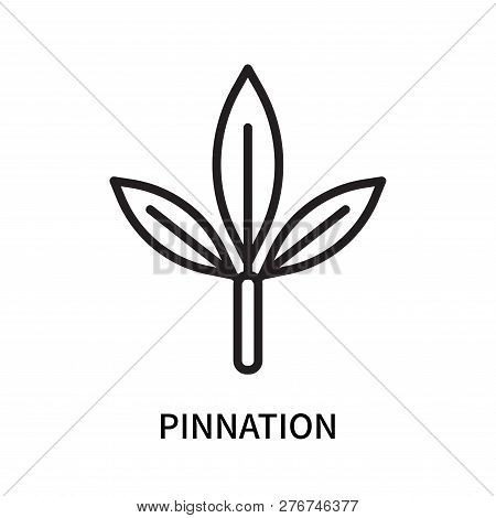 Pinnation Icon Isolated On White Background. Pinnation Icon Simple Sign. Pinnation Icon Trendy And M