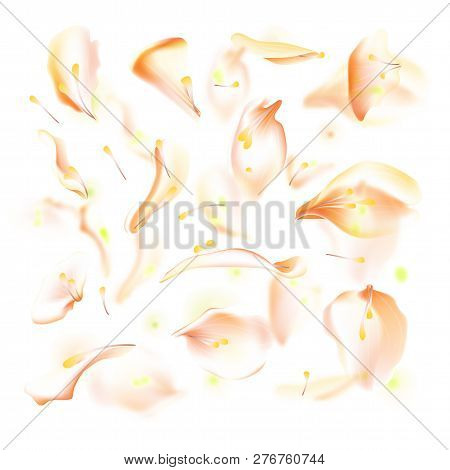 Vector Set Of Pink Falling Rose And Sakura Petals. Blurred Spring Blossom Petal Set With Decorative 