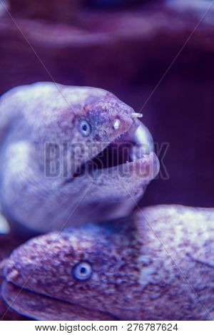 underwater photography of a fish swimming in freshwater aquarium