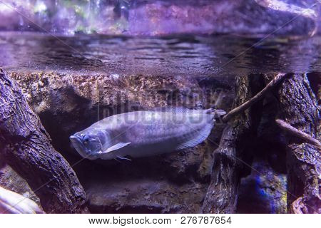 underwater photography of a fish swimming in freshwater aquarium