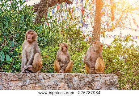 Macaque Monkeys In The Swayambhunath, Kathmandu Valley, Nepal