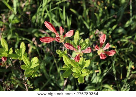 Big Pink Azalea Or Rhododendron In A Organic Garden. Season Of Flowering Azaleas . Azaleas Are Shade