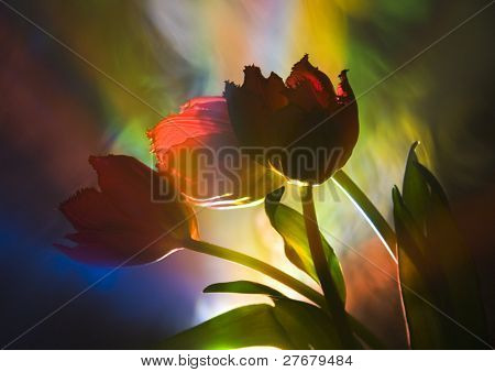 Tulip