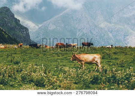 Cows Farm In Mountains Alpine Green Valley Summer Highland Pasture  Landscape Organic Animal Agricul