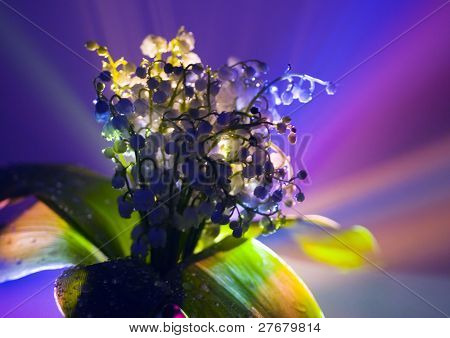 Convallaria majalis