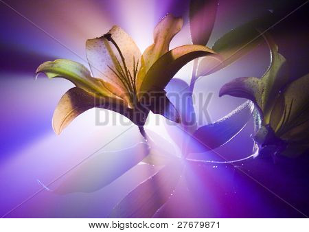 Lilium