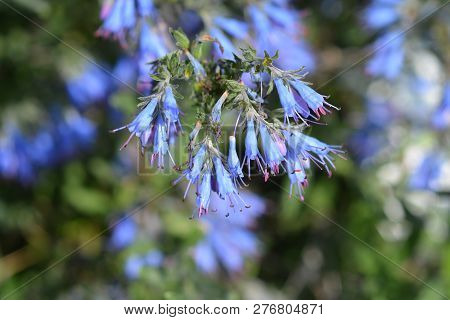 Balkan Endemic Blue Flower - Latin Name - Moltkia Petraea