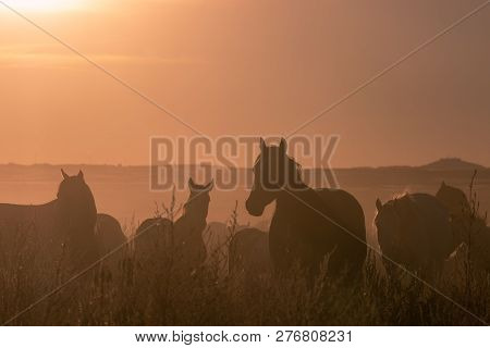 Wild Horses In The Sunset In The Utah Desert
