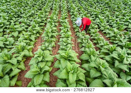 Asian Farmers Were Growing Tobacco In A Converted Tobacco Growing In The Country, Thailand