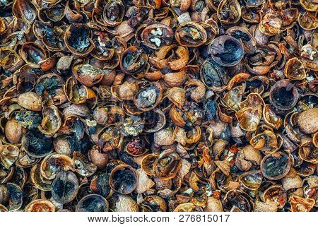 Rotten Walnuts Infected With Mold, Close View