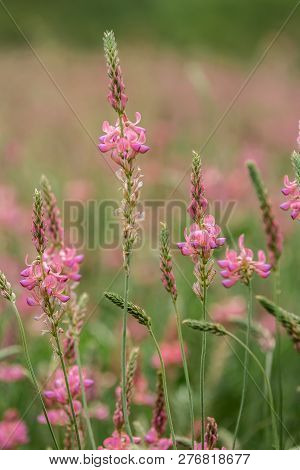 A Blossoming Pink Meadow Flowers Sainfoin. Springtime