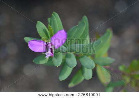 Myrtle-leaf Milkwort - Latin Name - Polygala Myrtifolia
