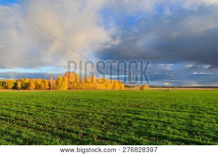 Fields With Green Crops Under The Bright Sun