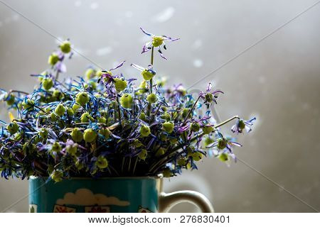 Wilted Blue Anemones In Mug In Window Light. Mug With Withered Anemones. Flowers At The Window. With