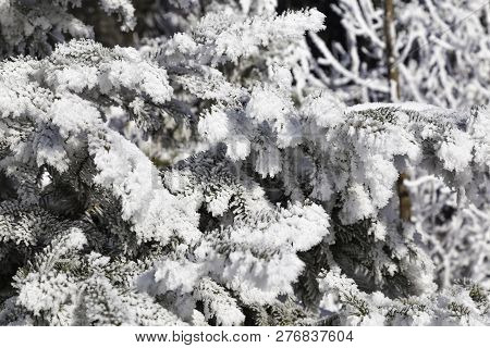 Coniferous Branches In The Snow. Snow-covered Branches Of Spruce In The Sunlight. Natural Winter Abs