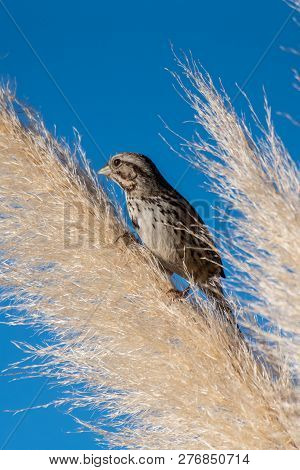 Adorable House Finch Grips Branches Of His Deciduous Ornamental Grass Perch Tighly While Eating.