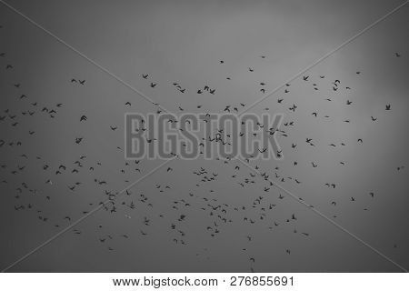 Autumn Grey Sky. Bad Weather, Dramatic View, Depression, Gothic Style, Mystery Concept. Flock Of Bir