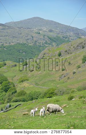 Sheep And Lambs Graze The Grass In Duddon Valley In The English Lake District