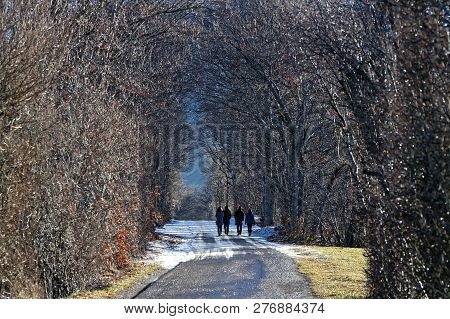 Walk On A Snowy Small Road In A French Alps Forest