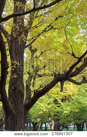 Ginkgo Biloba Leaf Changing Color In The Ueno Park
