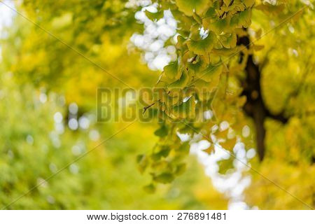 Ginkgo Yellow Leaves