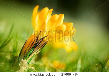 Yellow Crocus Flower On A Green Spring Meadow, Closeup Of A Crocus Flavus With Copyspace