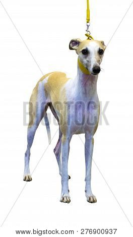 Dog Italian Greyhound Isolated On White Background