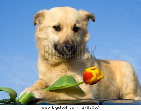 Cachorro cão cheirando flor 1