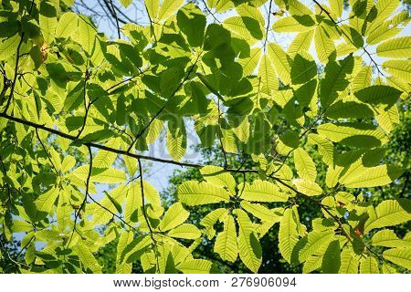 Sunlight Through Natural Green Leaves. Hornbeam Carpinus