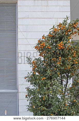 Kumquats Are A Group Of Small Fruit-bearing Trees In The Flowering Plant Family Rutaceae
