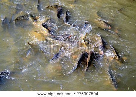 A Frenzy Of Carp Fishes Eating At The Kakovo - Metoh Hilandara Monastery In Greece. Milan Arsenita C