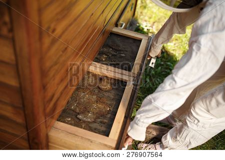 Beekeeper In Suit Is Working At Apiary. Opening Wooden Beehive Apiculture Concept.